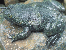 Фото Филиппинская плоскоголовая лягушка