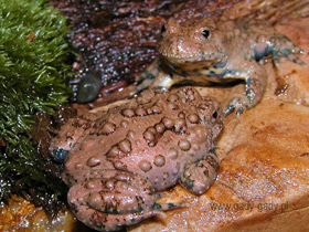 Фото Большая жерлянка