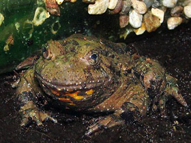 Фото Высокогорная жерлянка