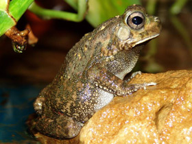 Смотреть фото Красноногая ботсванская жаба Фото Красноногая ботсванская жаба