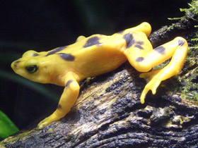 Фото Панамский арлекин