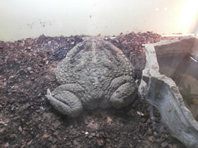 Смотреть фото Жаба-ага Фото Жаба-ага