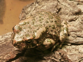 Фото Зелёная жаба