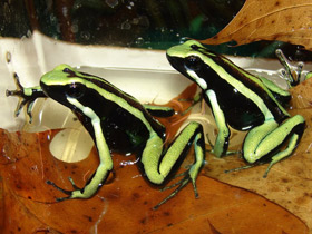 Фото Трехполосый древолаз