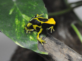 Фото Красящий древолаз