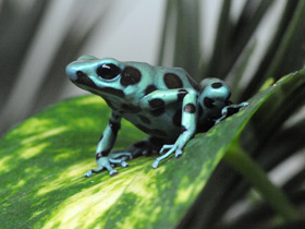 Фото Красящий древолаз