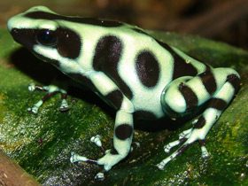 Фото Красящий древолаз