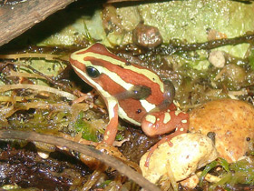 Фото Трёхцветный древолаз