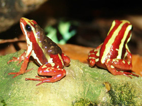 Фото Трёхцветный древолаз