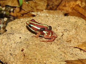 Фото Трёхцветный древолаз