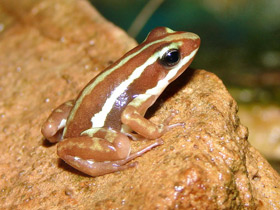 Фото Трёхцветный древолаз