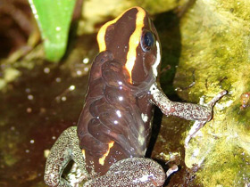 Фото Полосатый листолаз