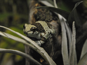 Смотреть фото Жабовидная квакша Фото Жабовидная квакша