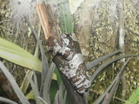 Смотреть фото Жабовидная квакша Фото Жабовидная квакша