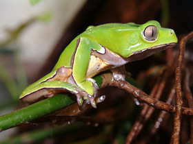 Двухцветная филломедуза Двухцветная филломедуза