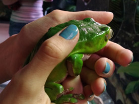 Смотреть фото Двухцветная филломедуза Фото Двухцветная филломедуза