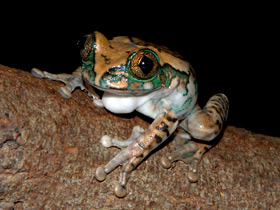 Смотреть фото Танзанийская древесница Фото Танзанийская древесница