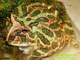 Смотреть фото Рогатка Кранвелла Фото Рогатка Кранвелла