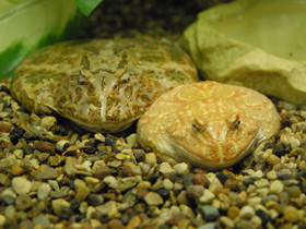 Фото Украшенная рогатка