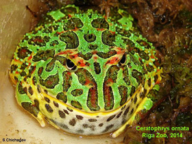 Фото Украшенная рогатка