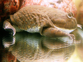 Смотреть фото Обыкновенная лягушка Баджита Фото Обыкновенная лягушка Баджита