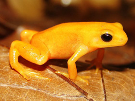 Фото Золотая мантелла