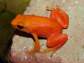 Фото Золотая мантелла