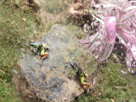 Фото Черная мантелла