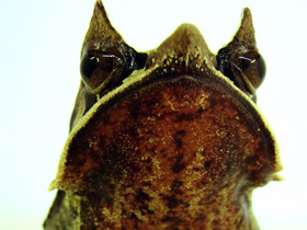 Носатая рогатая чесночница Носатая рогатая чесночница