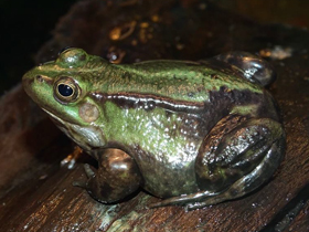 Смотреть фото Съедобная лягушка Фото Съедобная лягушка