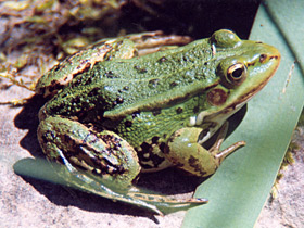 Смотреть фото Озёрная лягушка Фото Озёрная лягушка