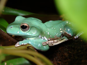 Фото Исполинский веслоног