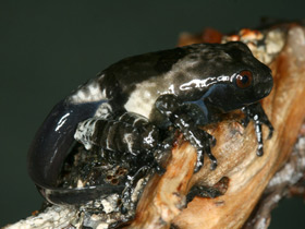 Фото Шероховатый веслоног