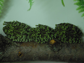 Фото Лишаистый бородавчатый веслоног