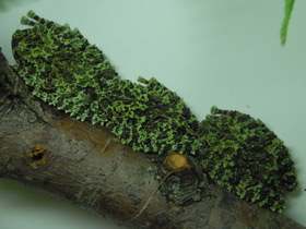 Фото Лишаистый бородавчатый веслоног