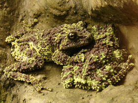 Фото Лишаистый бородавчатый веслоног