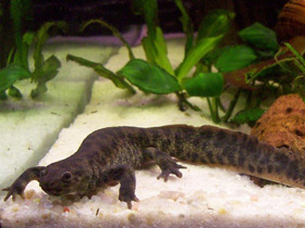 Фото Самые необычные и удивительные животные