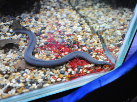 Фото Широкоголовая червяга