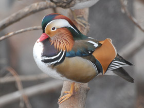 Фото Мандаринка