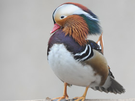 Фото Мандаринка