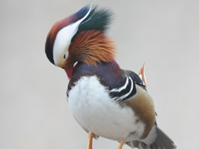 Фото Мандаринка