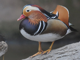 Фото Мандаринка