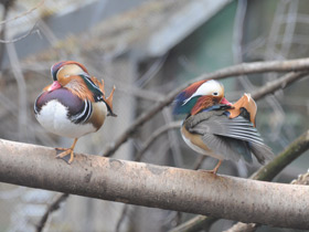 Фото Мандаринка