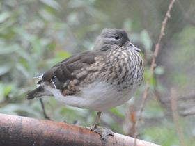 Фото Мандаринка