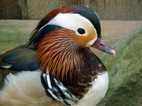 Фото Мандаринка: утка для Петра и Февронии