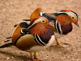 Фото Мандаринка: утка для Петра и Февронии