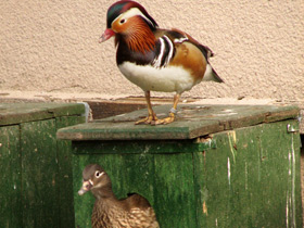 Фото Мандаринка: утка для Петра и Февронии
