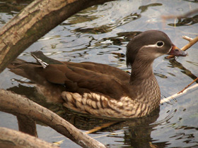 Фото Мандаринка: утка для Петра и Февронии