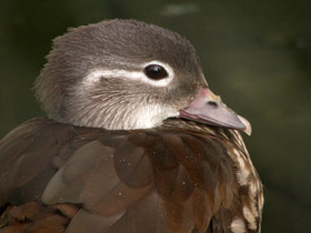 Фото Мандаринка: утка для Петра и Февронии
