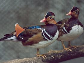 Фото Мандаринка